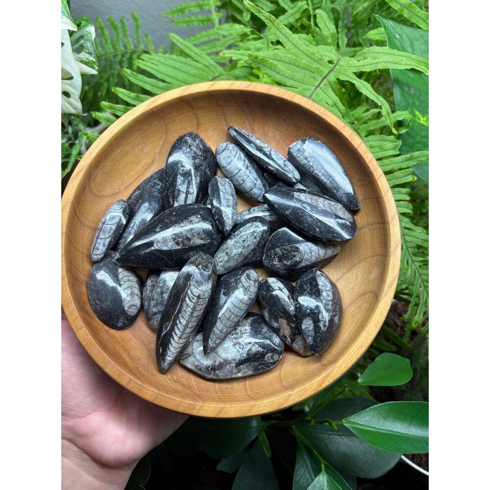 Polished Orthoceras Fossil – Teardrop Shape - Intuitively Chosen Fossil - Picture 2 of 10
